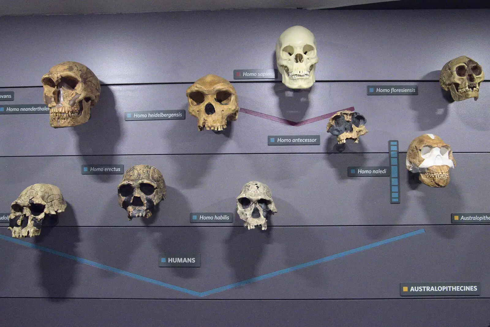 A collection of hominid skulls, from A Trip to the Natural History Museum, Kensington, London - 15th January 2022