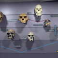 2022 A collection of hominid skulls