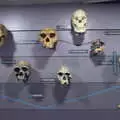 A collection of hominid skulls, A Trip to the Natural History Museum, Kensington, London - 15th January 2022