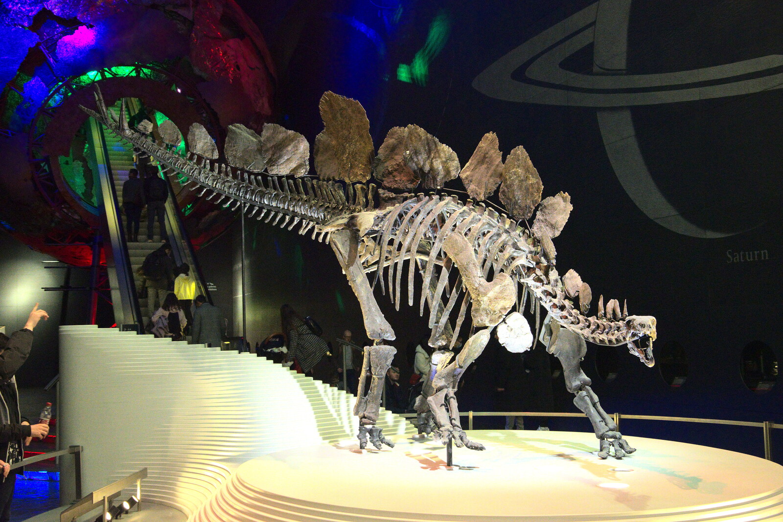 A stegosaurus skeleton from A Trip to the Natural History Museum, Kensington, London - 15th January 2022