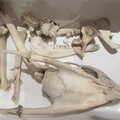 2022 Fred's new Muntjac skeleton in a box