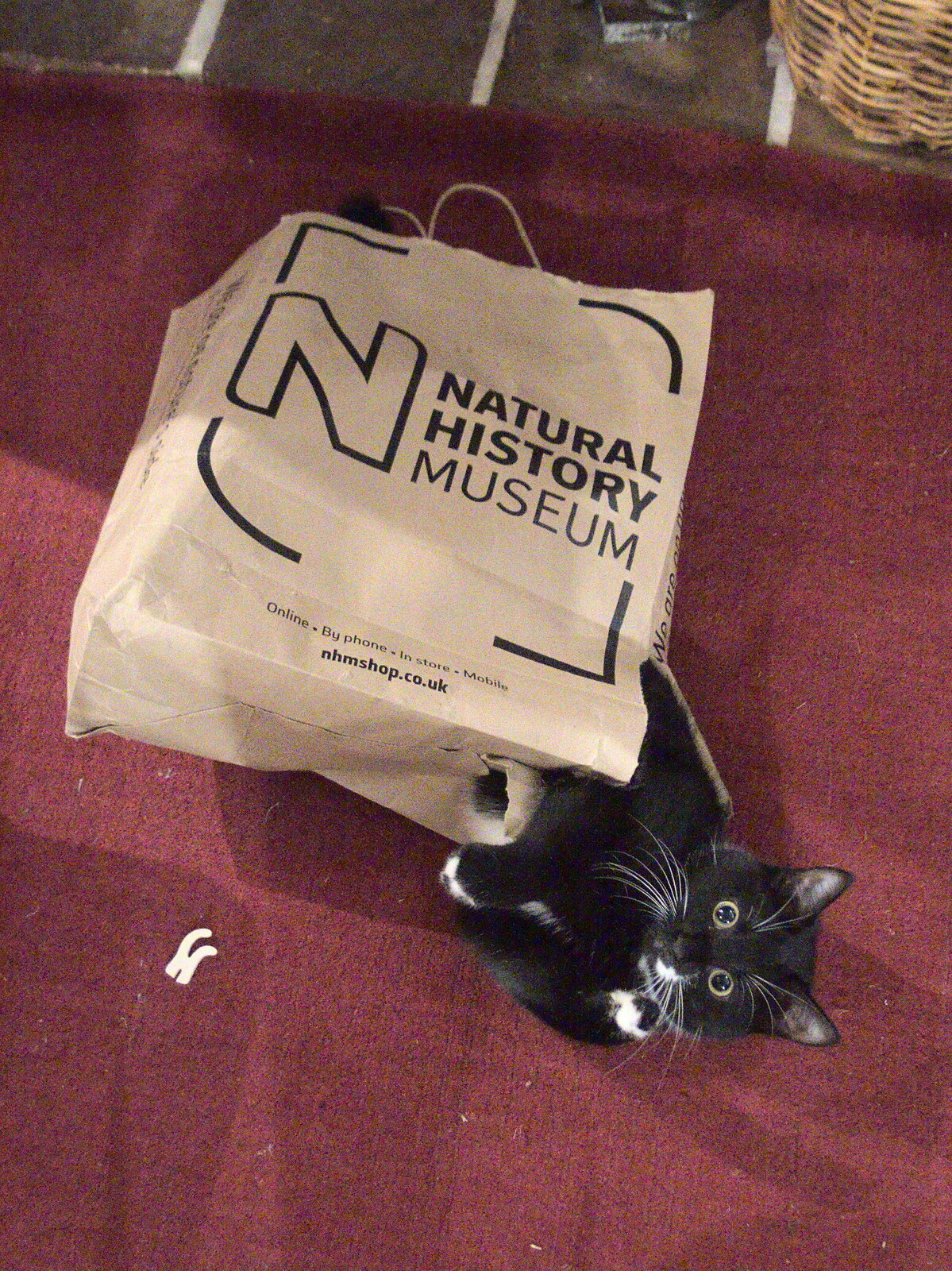 Lucy Kitten bursts out of a paper bag from Supercharged Electrons and Pizza at the Village Hall, Brome, Suffolk - 23rd January 2022