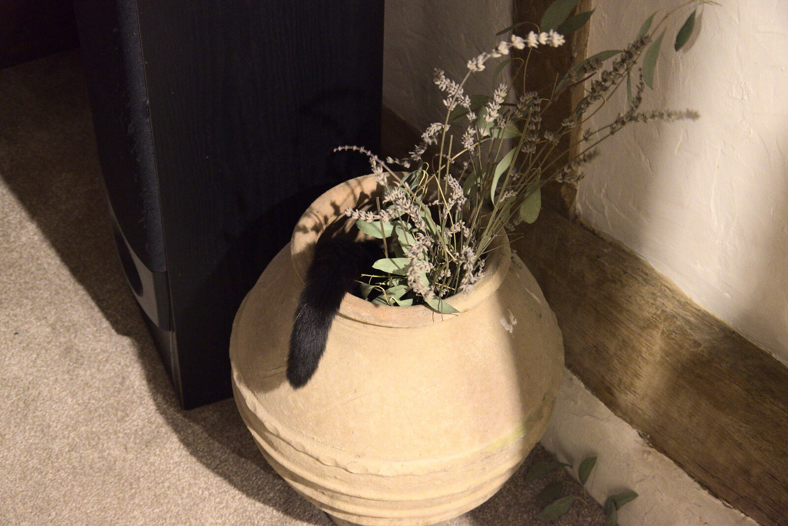 There's a cat in a terracotta urn from Supercharged Electrons and Pizza at the Village Hall, Brome, Suffolk - 23rd January 2022