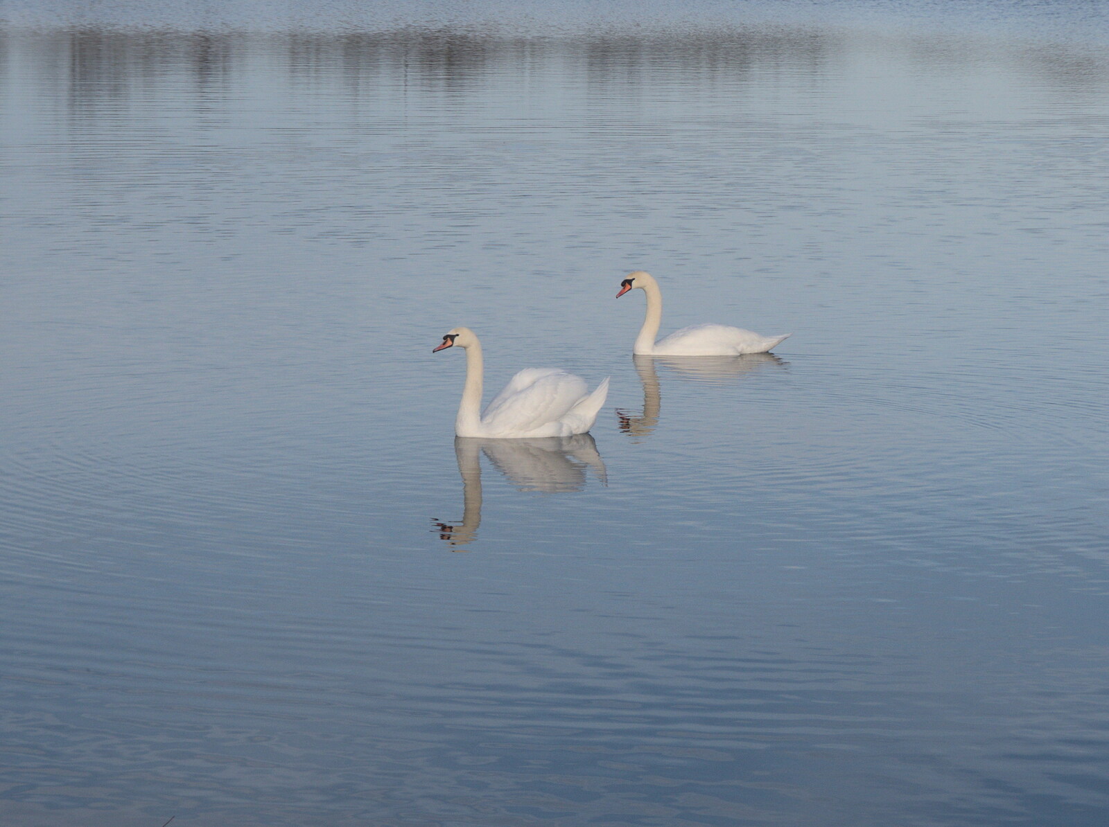 A Trip to the Odeon Cinema, Riverside, Norwich - 29th January 2022: There are swans on the resevoir