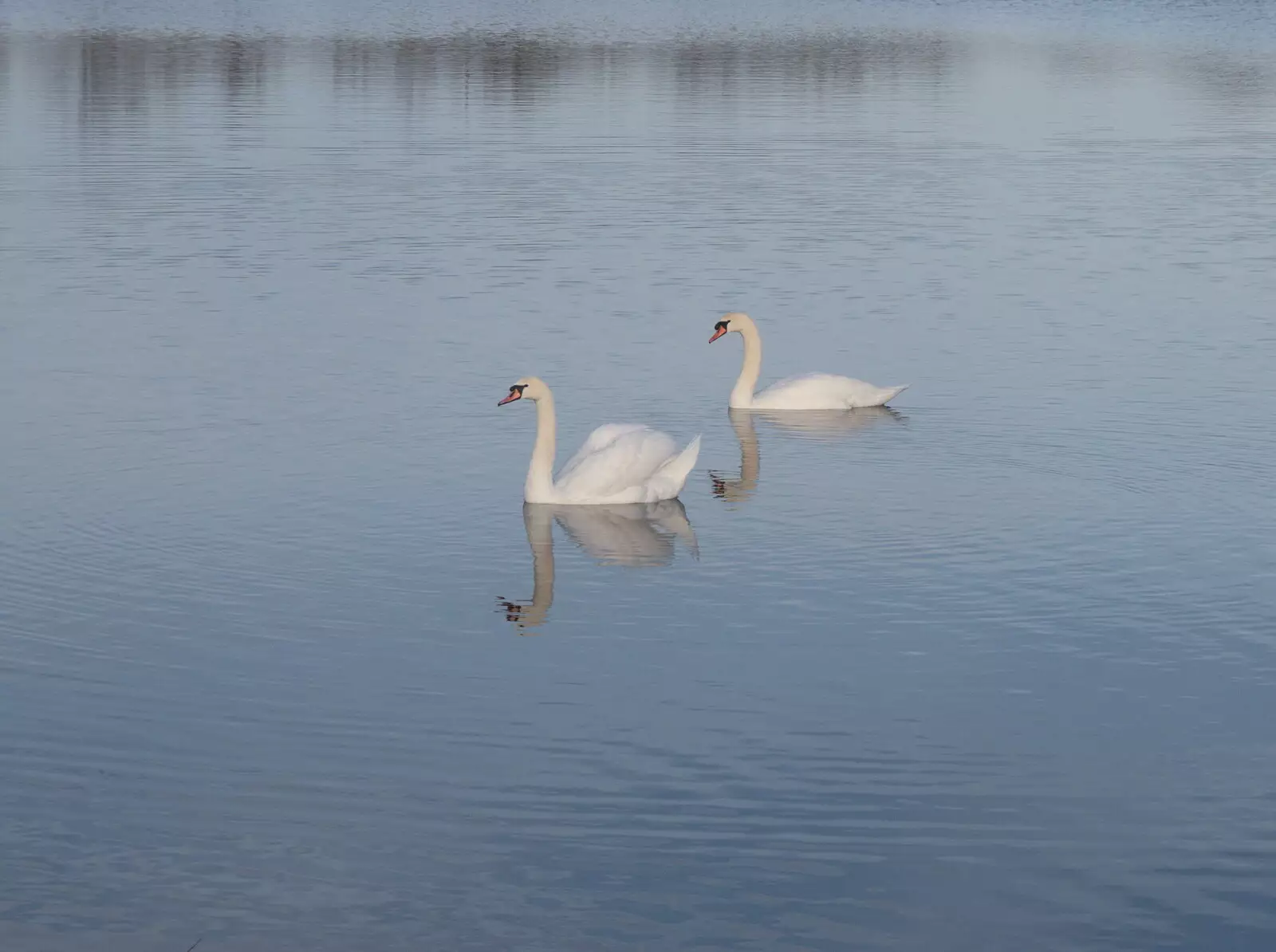 There are swans on the resevoir, from A Trip to the Odeon Cinema, Riverside, Norwich - 29th January 2022