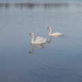 2022 There are swans on the resevoir
