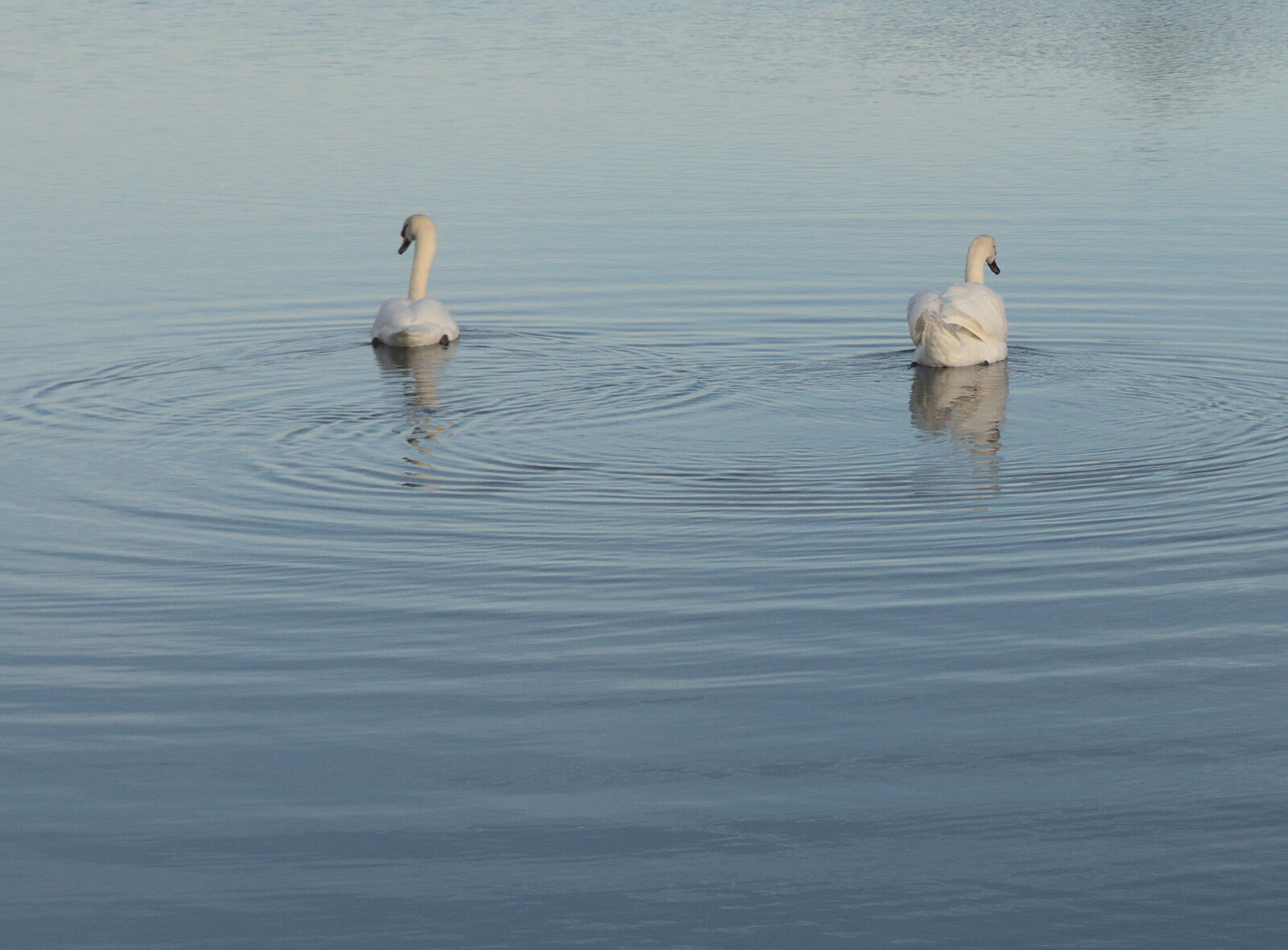 A Trip to the Odeon Cinema, Riverside, Norwich - 29th January 2022: The swans leave rings on the water