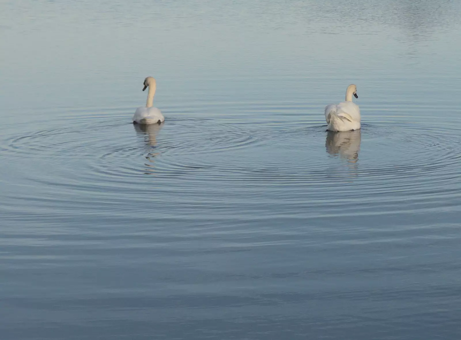 The swans leave rings on the water, from A Trip to the Odeon Cinema, Riverside, Norwich - 29th January 2022