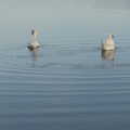 2022 The swans leave rings on the water