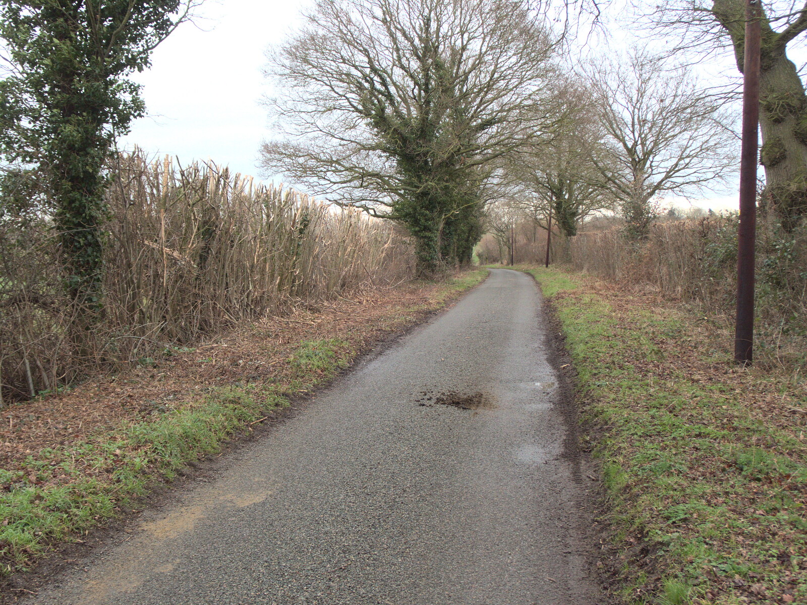 The hedge in Thrandeston has been bushwacked from The Swan Inn: An Epilogue, Brome, Suffolk - 17th February 2022