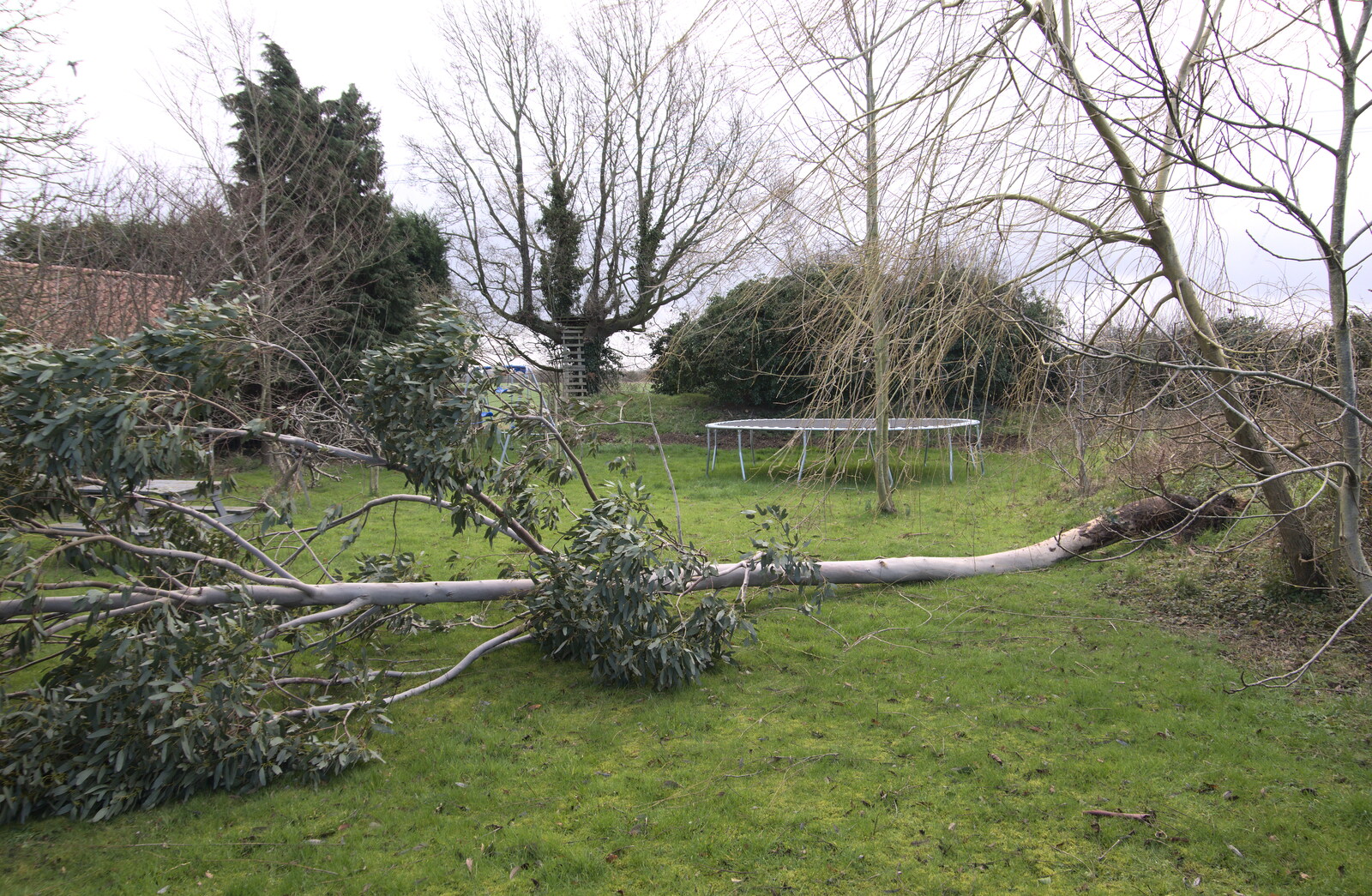 Storm Eunice blows down the Eucalyptus tree from The Swan Inn: An Epilogue, Brome, Suffolk - 17th February 2022