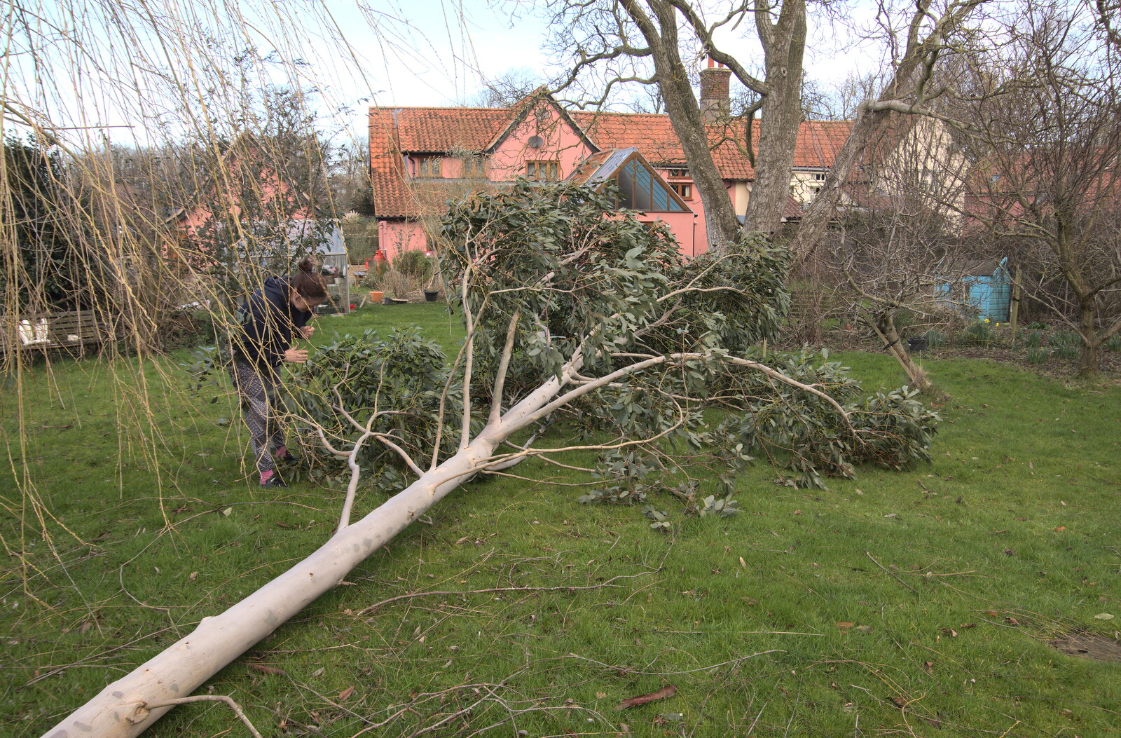 The eucalyptus tree on the lawn from The Swan Inn: An Epilogue, Brome, Suffolk - 17th February 2022