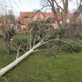 The eucalyptus tree on the lawn, The Swan Inn: An Epilogue, Brome, Suffolk - 17th February 2022