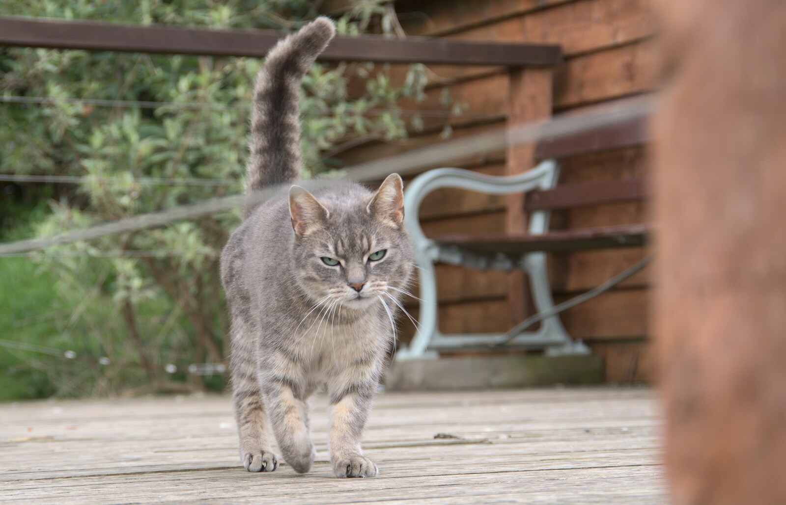 A Trip Down South, New Milton, Hampshire - 9th April 2022: A stripey cat struts around