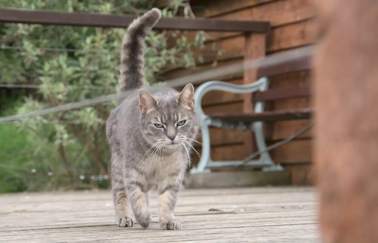 A stripey cat struts around, from A Trip Down South, New Milton, Hampshire - 9th April 2022