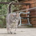 2022 A stripey cat struts around