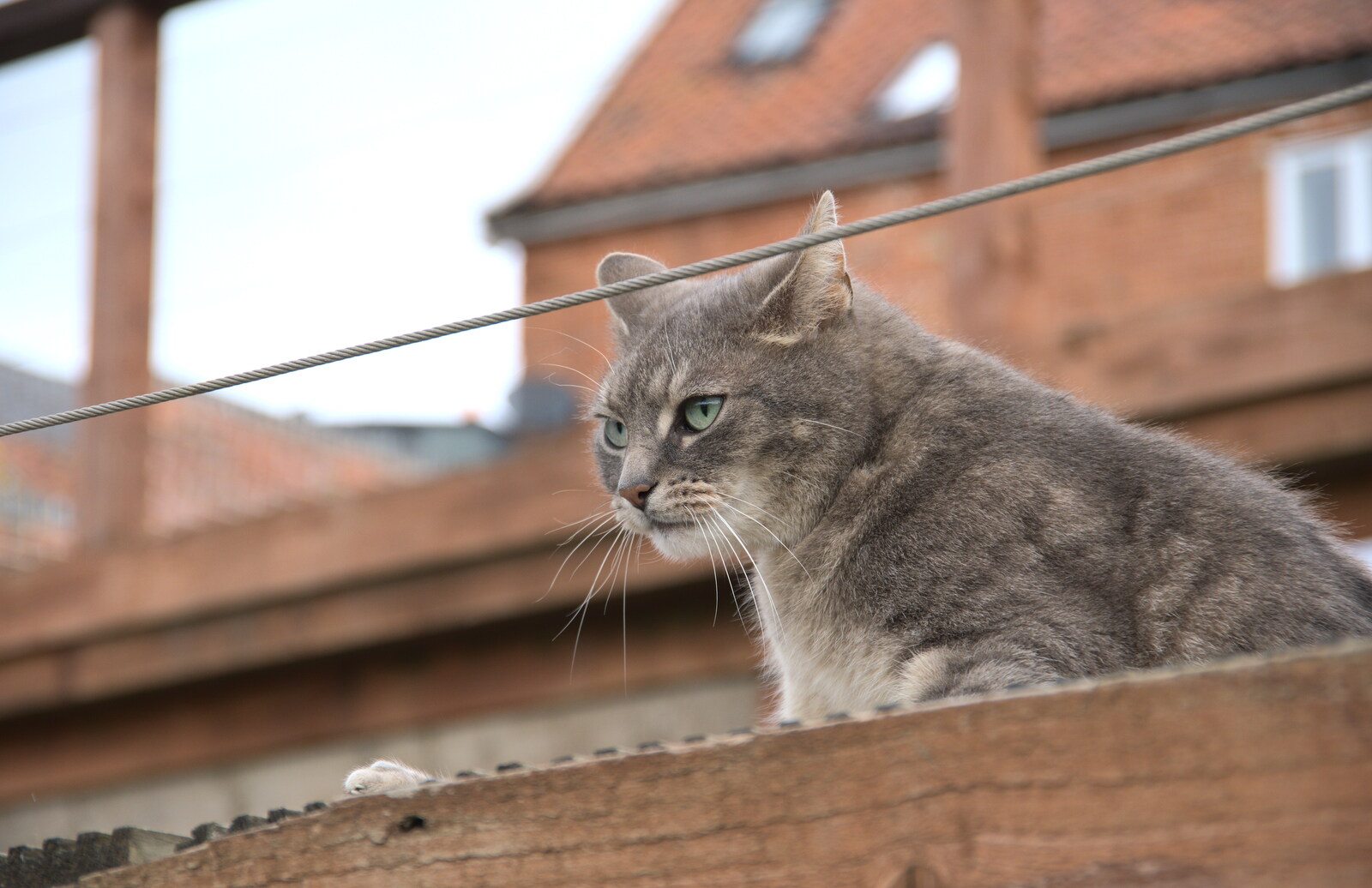 A Trip Down South, New Milton, Hampshire - 9th April 2022: The stripey grey cat looks out over Diss