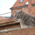 2022 The stripey grey cat looks out over Diss