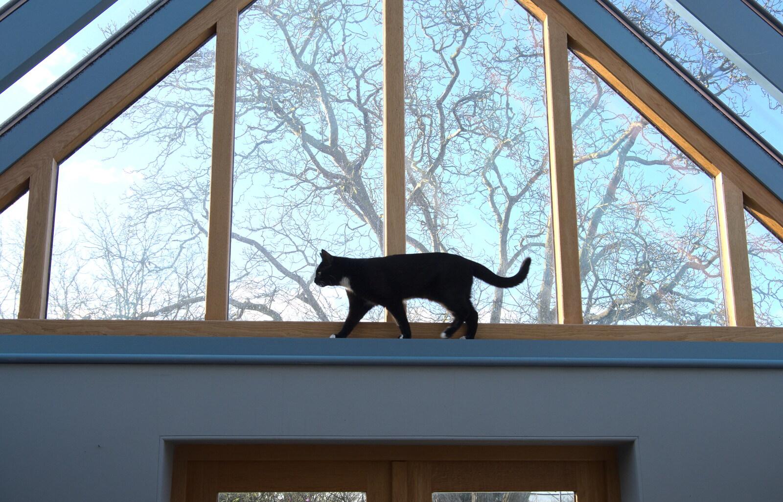 A Trip Down South, New Milton, Hampshire - 9th April 2022: Molly kitten climbs around