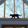 Molly kitten climbs around, A Trip Down South, New Milton, Hampshire - 9th April 2022