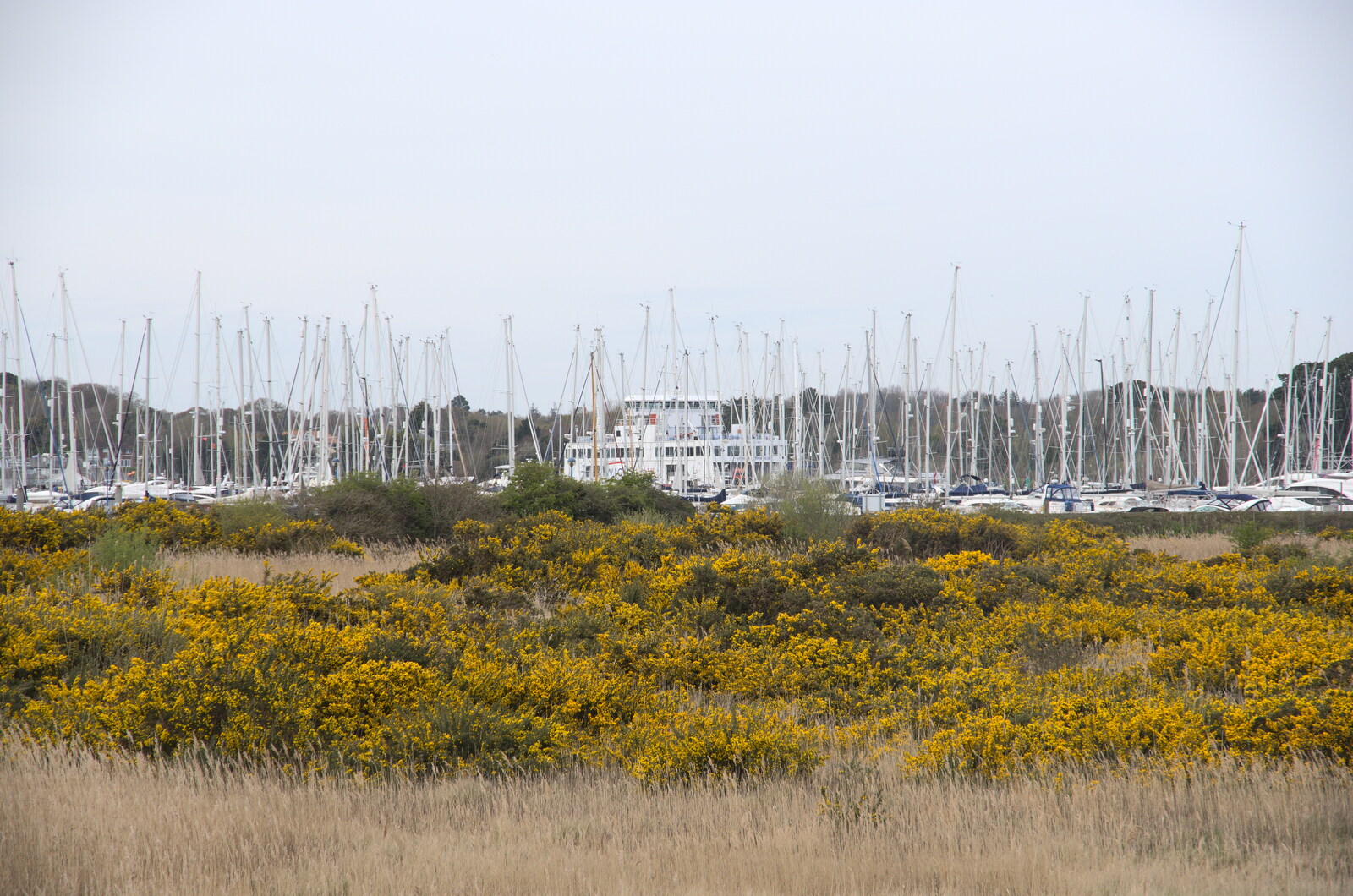 Bernice's Birthday and Walks Around New Milton and Lymington, Hampshire - 10th April 2022: The Isle of Wight ferry behind a forest of masts