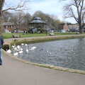 Swans and the bandstand, Bernice's Birthday and Walks Around New Milton and Lymington, Hampshire - 10th April 2022