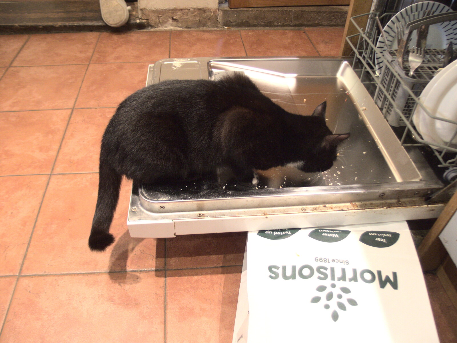 A Camper-Van Trip, West Harling, Norfolk - 13th April 2022: Molly Cat tries out the dishwasher