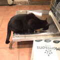2022 Molly Cat tries out the dishwasher