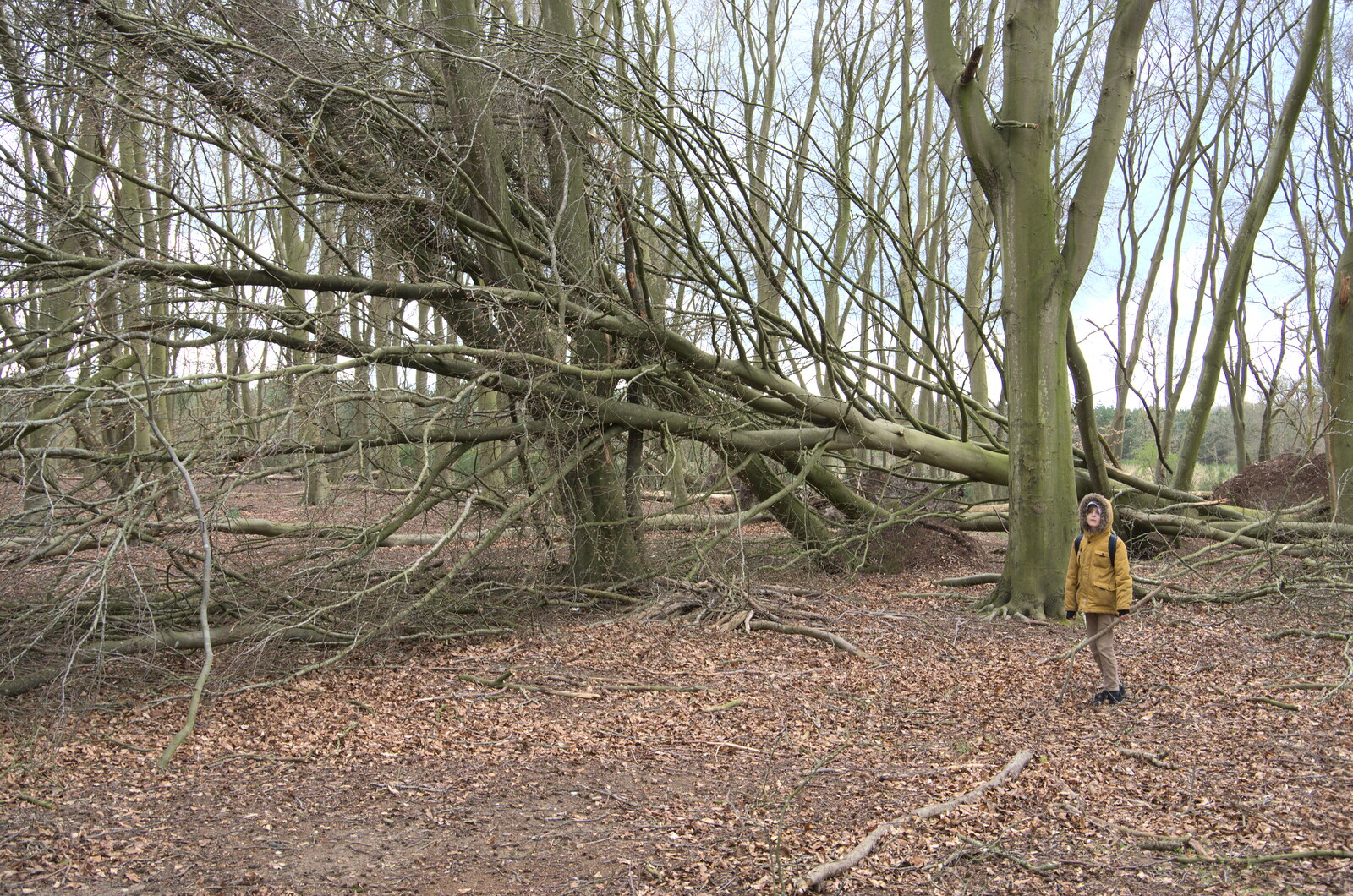 A Camper-Van Trip, West Harling, Norfolk - 13th April 2022: Harry stops near a fallen tree