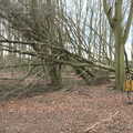 Harry stops near a fallen tree, A Camper-Van Trip, West Harling, Norfolk - 13th April 2022