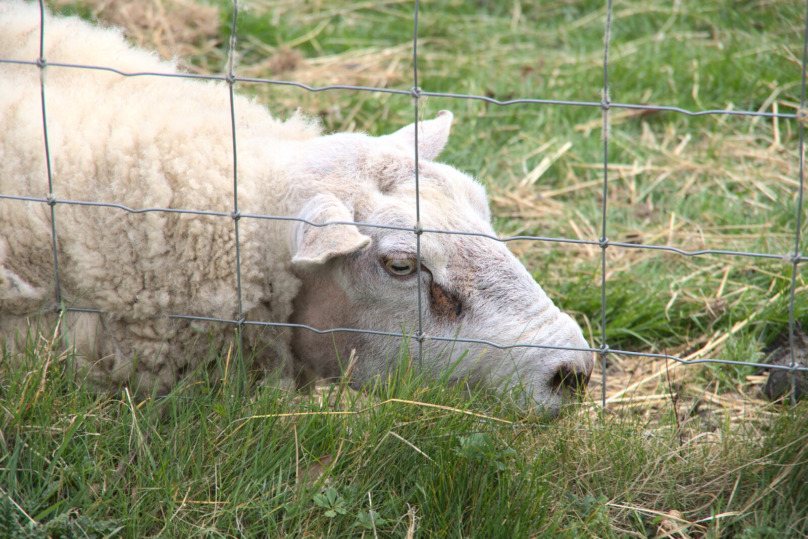 A Camper-Van Trip, West Harling, Norfolk - 13th April 2022: A square-eyed sheep in a field