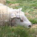 A square-eyed sheep in a field, A Camper-Van Trip, West Harling, Norfolk - 13th April 2022