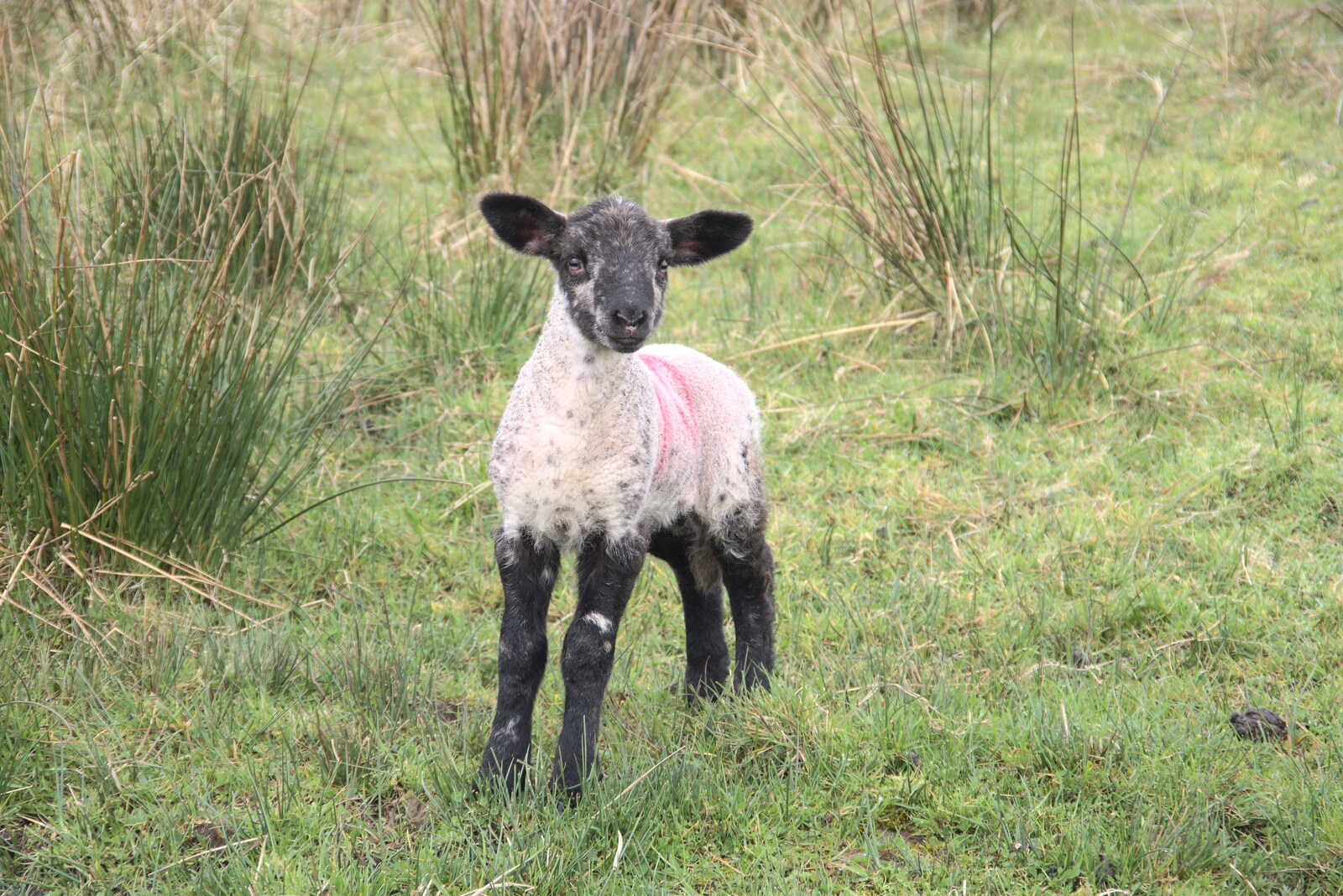 A lamb boings about at Philly's from Manorhamilton and Bundoran, Leitrim and Donegal, Ireland - 16th April 2022