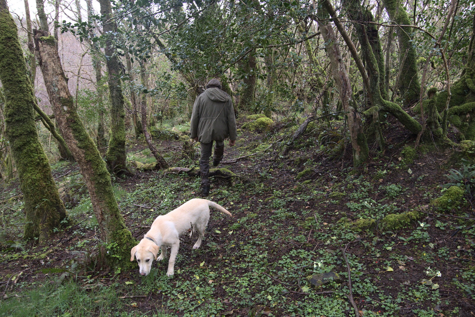 Milo and Philly out in the woods from Manorhamilton and Bundoran, Leitrim and Donegal, Ireland - 16th April 2022