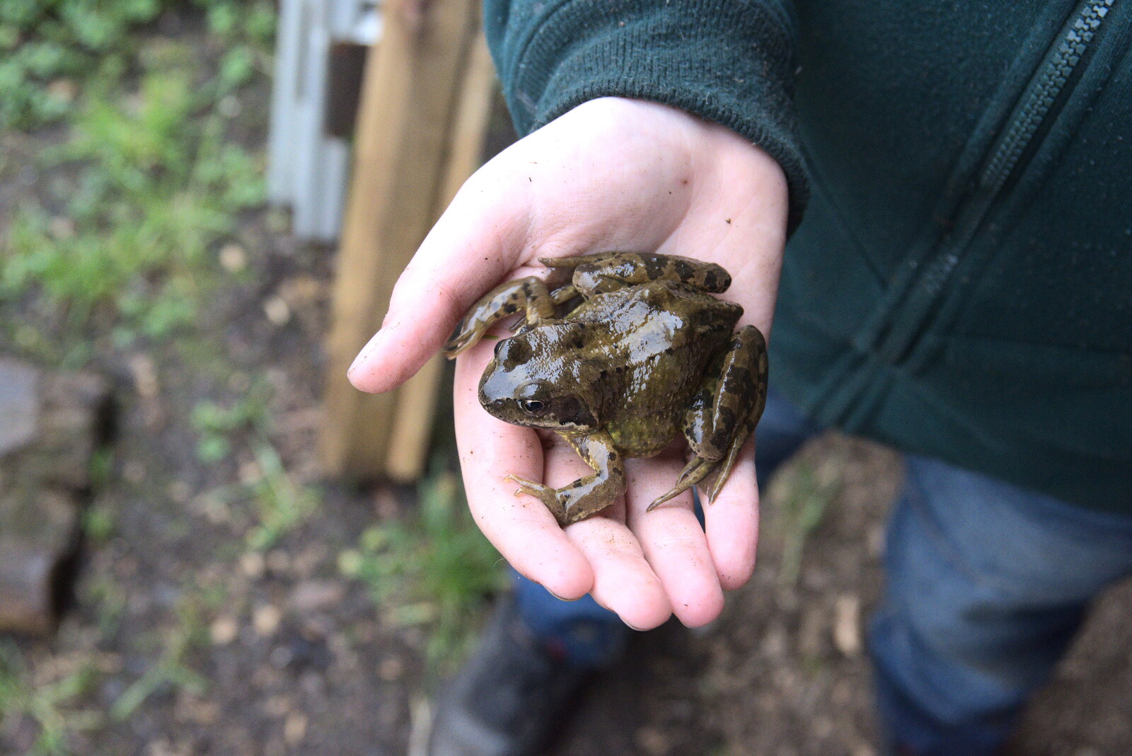 Fred finds a cool frog from Manorhamilton and Bundoran, Leitrim and Donegal, Ireland - 16th April 2022