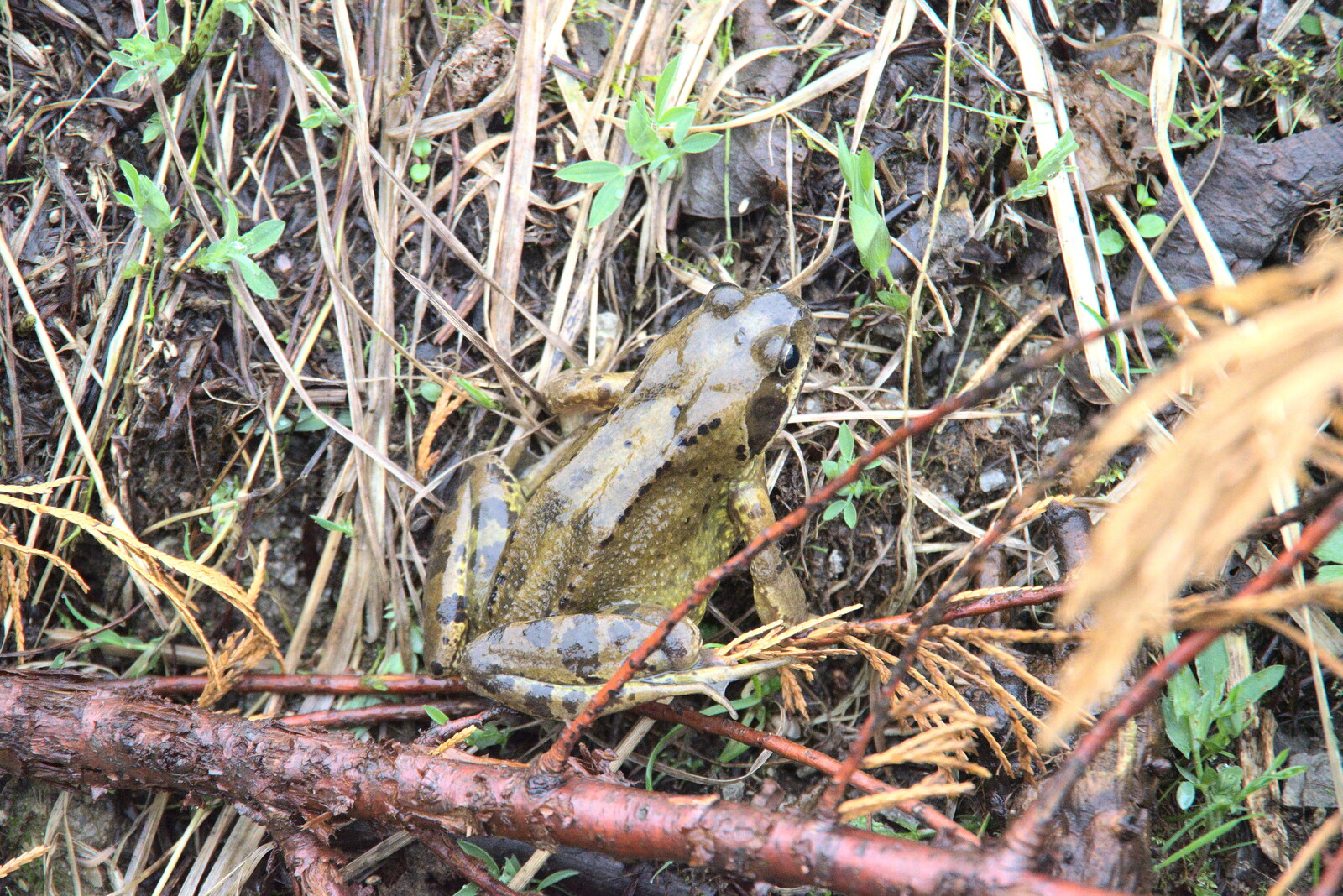 The frog legs it from Manorhamilton and Bundoran, Leitrim and Donegal, Ireland - 16th April 2022
