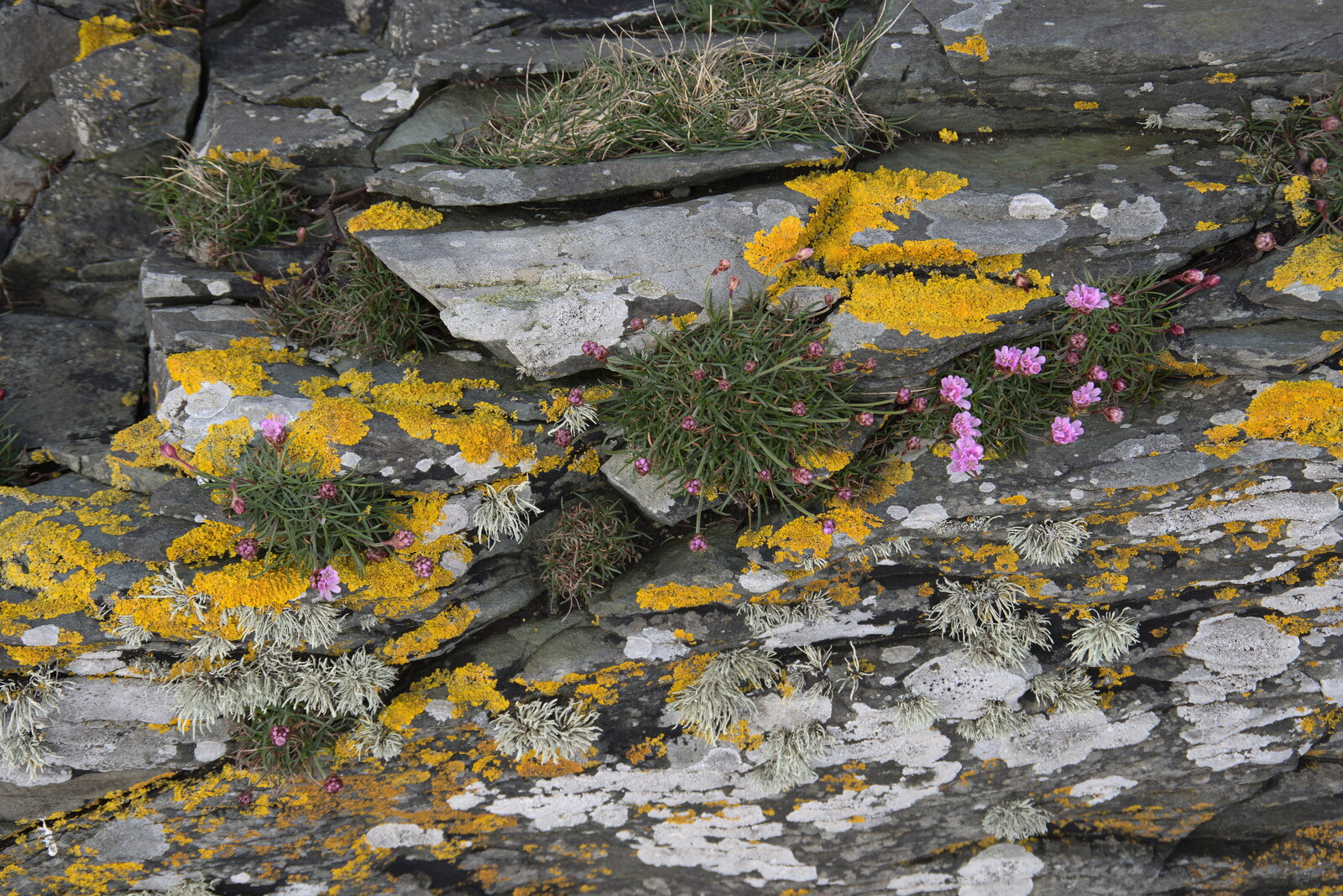 Greencastle, Doagh and Malin Head, County Donegal, Ireland - 19th April 2022: Pink flowers in the rocks