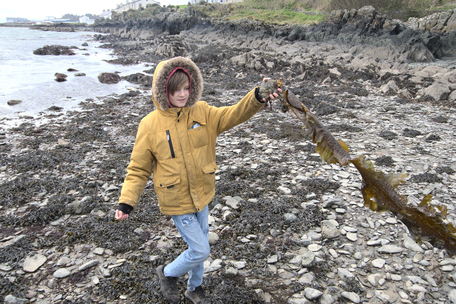 Greencastle, Doagh and Malin Head, County Donegal, Ireland - 19th April 2022: Harry flings some seaweed around