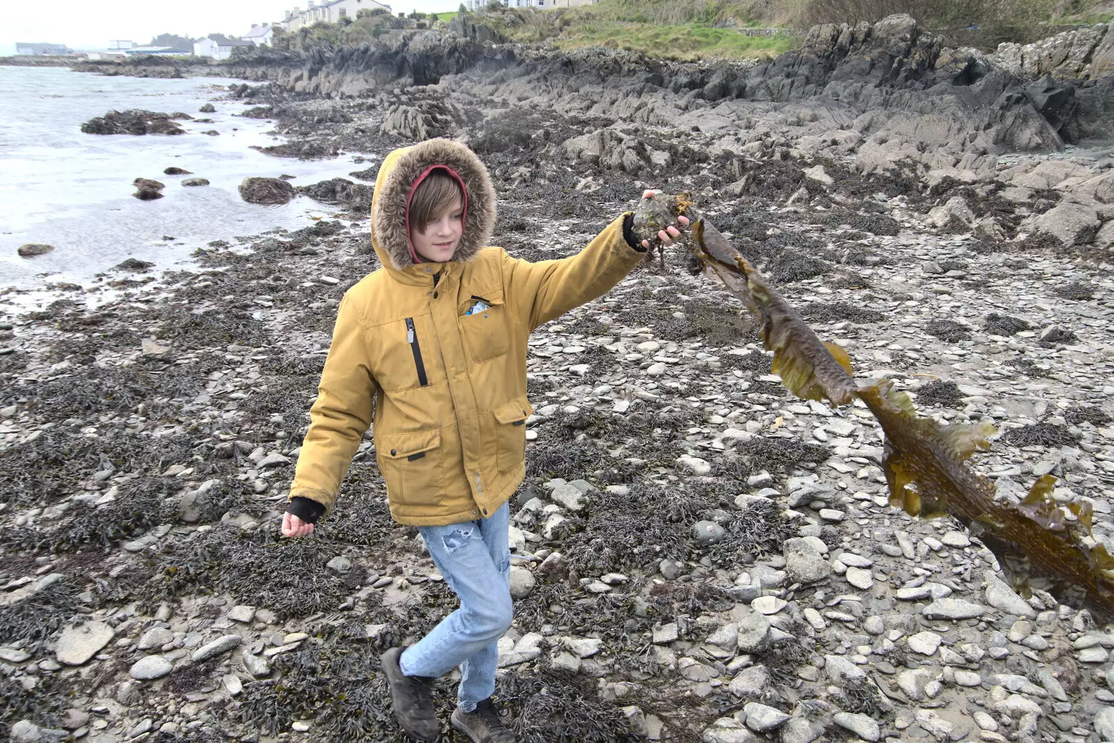 Harry flings some seaweed around, from Greencastle, Doagh and Malin Head, County Donegal, Ireland - 19th April 2022