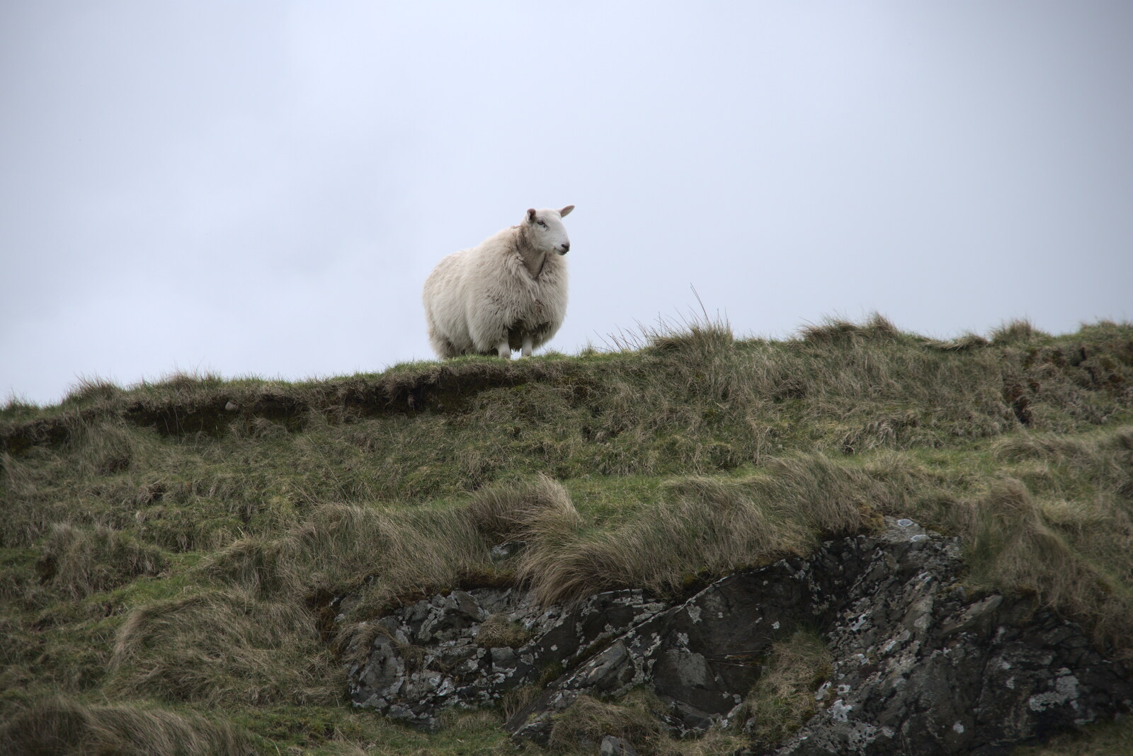 Greencastle, Doagh and Malin Head, County Donegal, Ireland - 19th April 2022: A sheep looks out