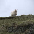 2022 A sheep looks out