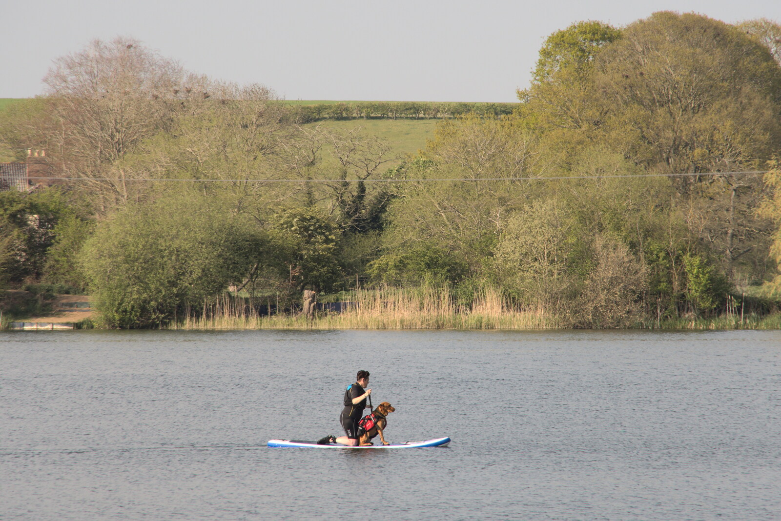 The Canoe's First Outing, Weybread Lake, Harleston - 1st May 2022: A dog goes out on a paddle board