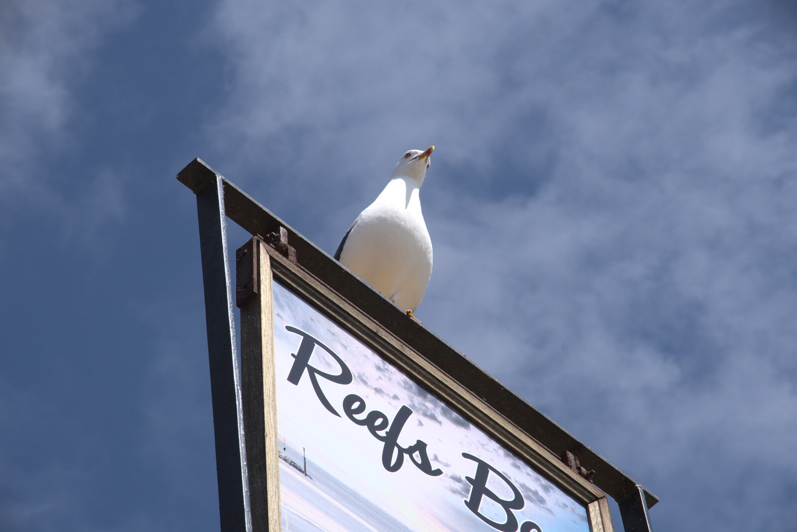 A herring gull surveys the scene from a sign from On the Beach at Sea Palling, Norfolk - 8th May 2022