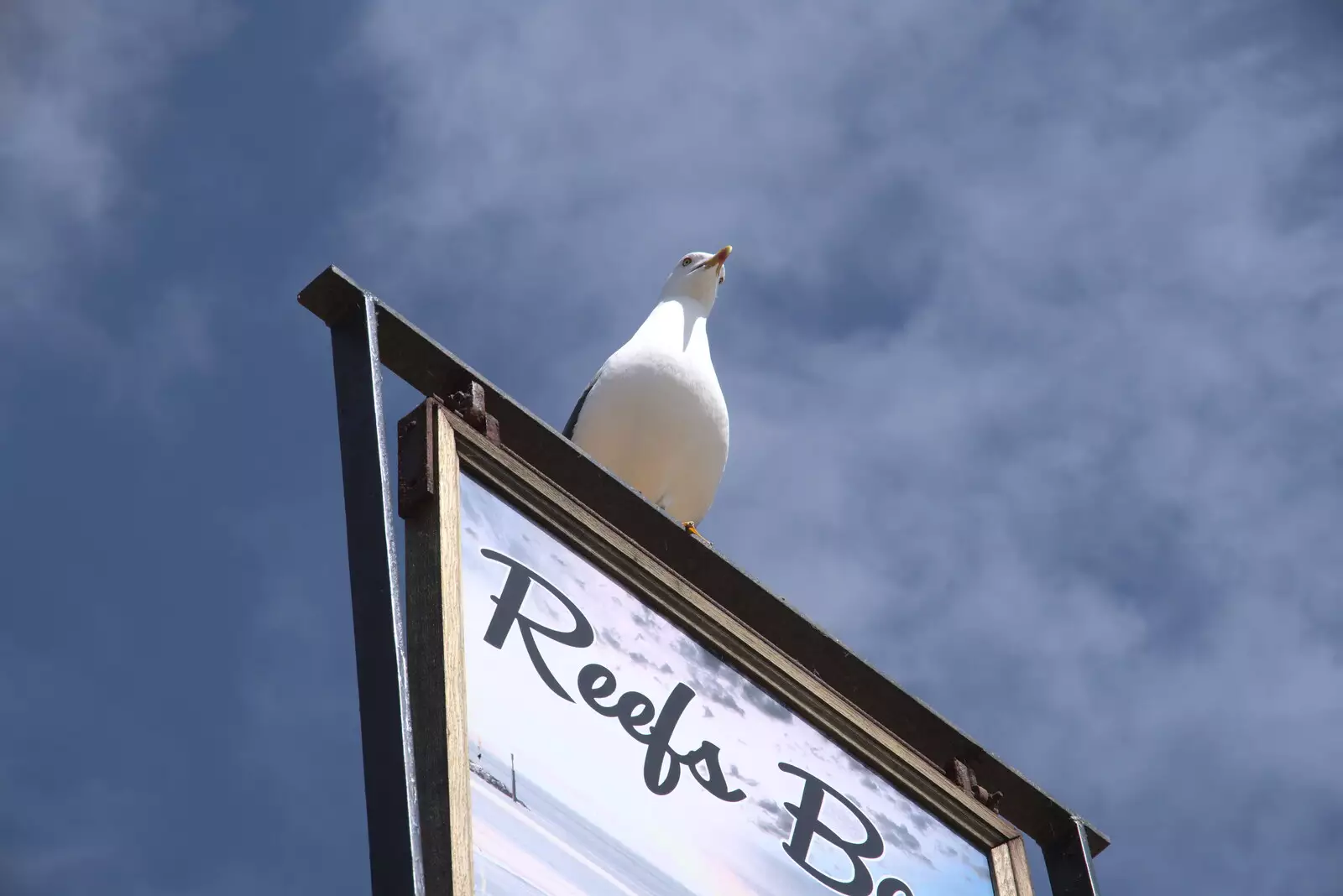 A herring gull surveys the scene from a sign, from On the Beach at Sea Palling, Norfolk - 8th May 2022