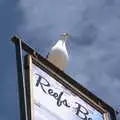 A herring gull surveys the scene from a sign, On the Beach at Sea Palling, Norfolk - 8th May 2022