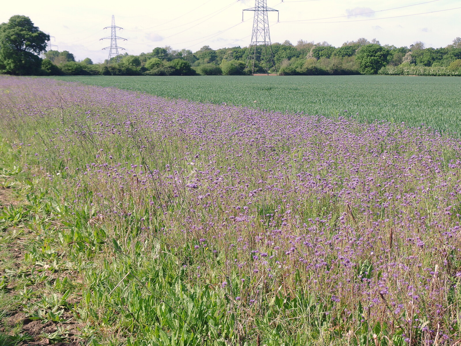 Purple flowers in a field margin at Thornham Parva from The BSCC at Burston and The Legend of Swallow Aquatics, East Harling, Norfolk - 15th May 2022