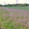 2022 Purple flowers in a field margin at Thornham Parva