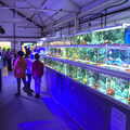 2022 More tanks of fish in blue light