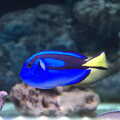 2022 An electric-blue fish