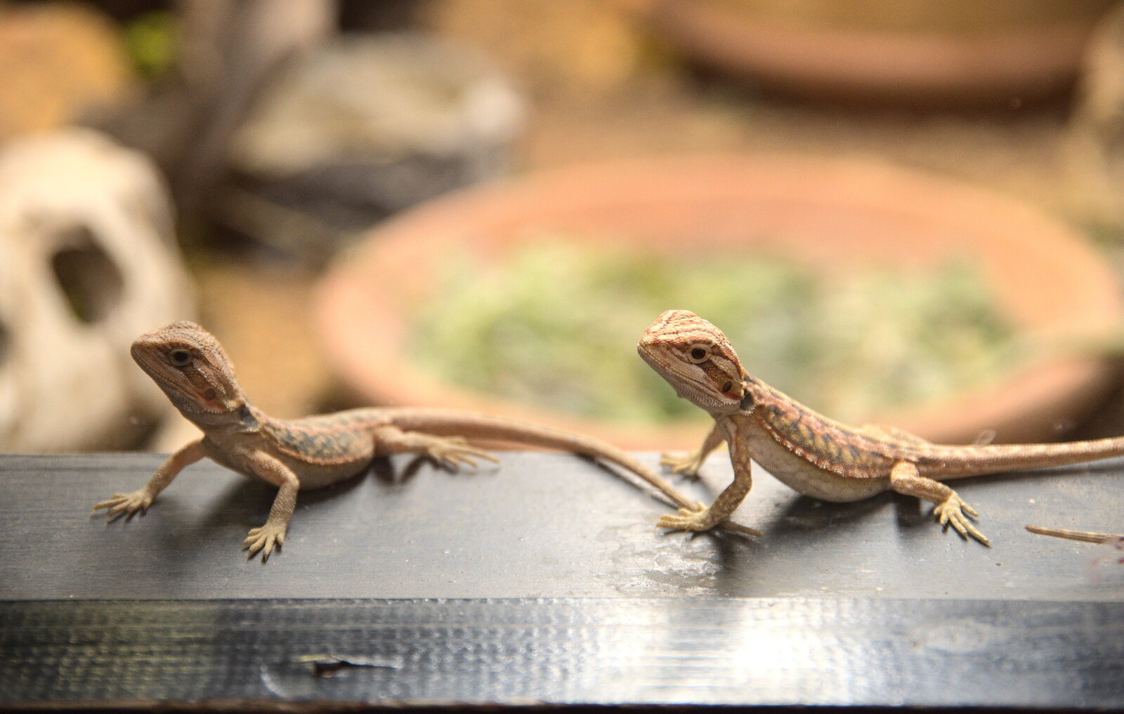 A pair of cute lizards from The BSCC at Burston and The Legend of Swallow Aquatics, East Harling, Norfolk - 15th May 2022